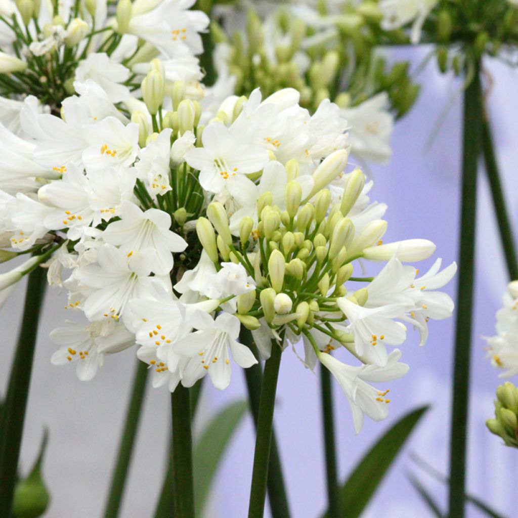 Agapanthe hybride Ever White