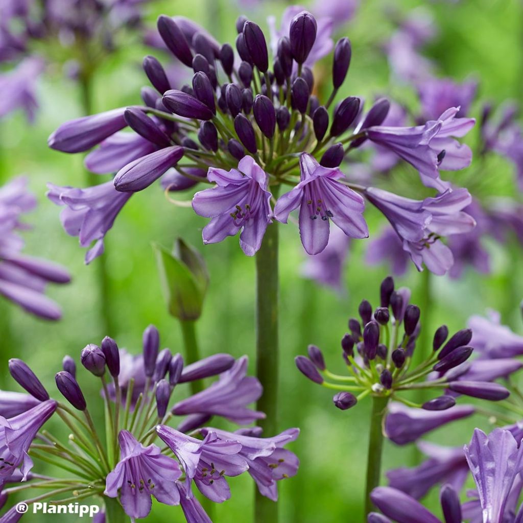 Agapanthe hybride Poppin' Purple