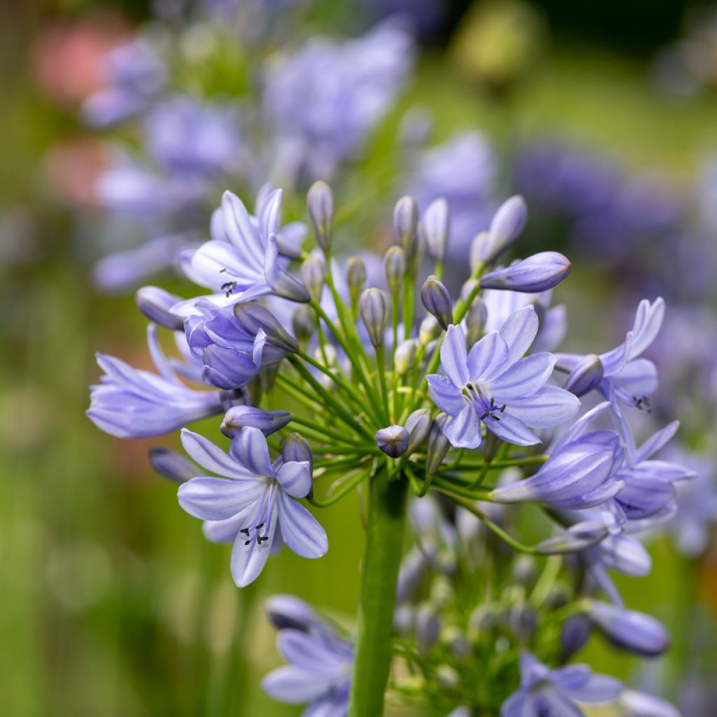 Agapanthe hybride Vallée de la Romanche