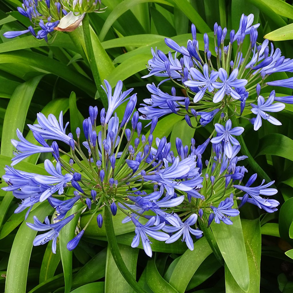 Agapanthe umbellatus (africanus)