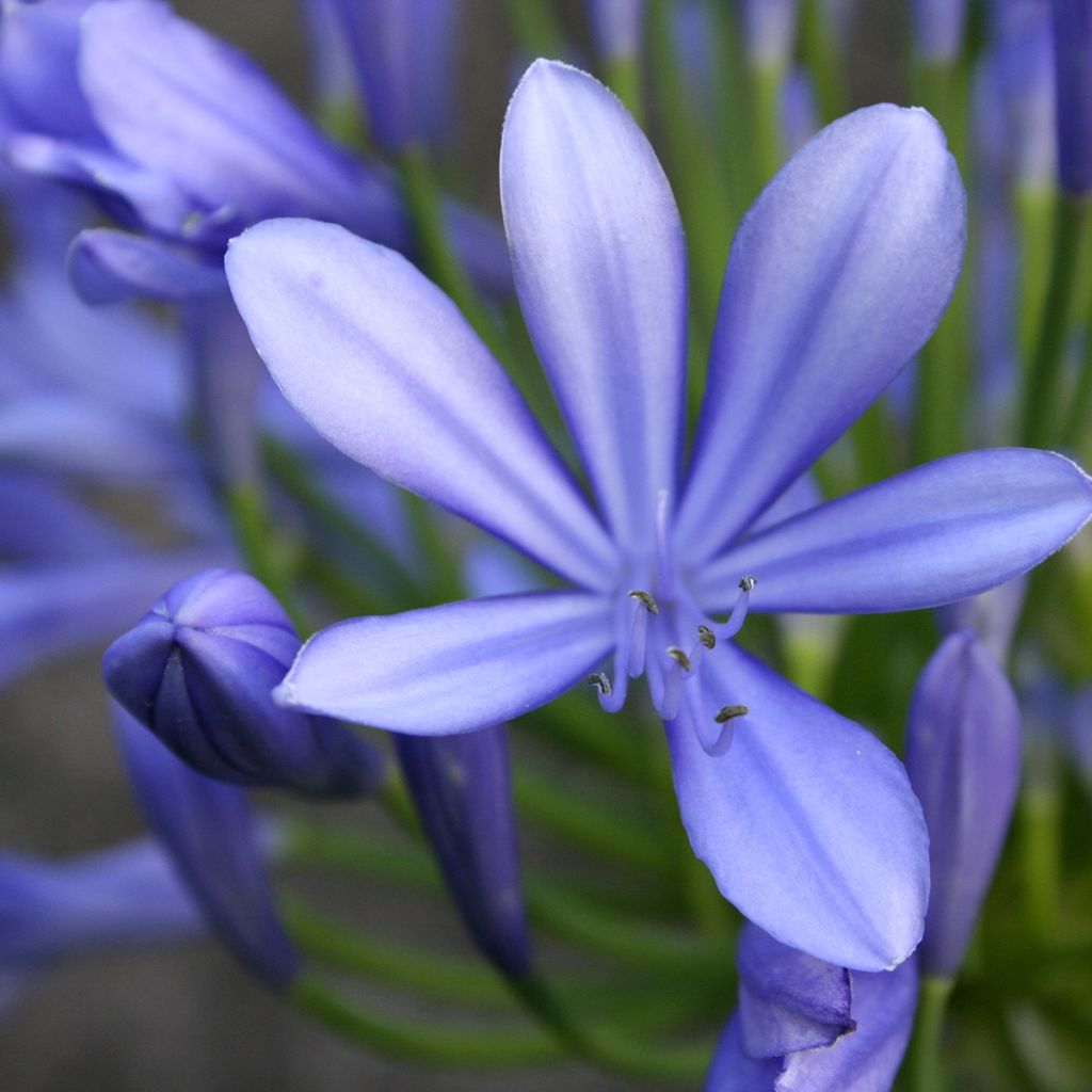 Agapanthe umbellatus (africanus)