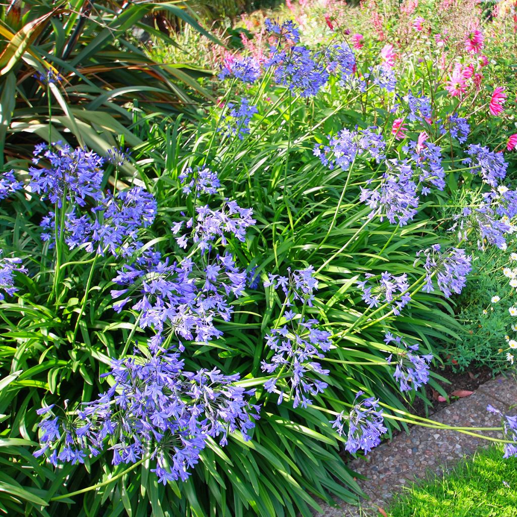 Agapanthe umbellatus (africanus)