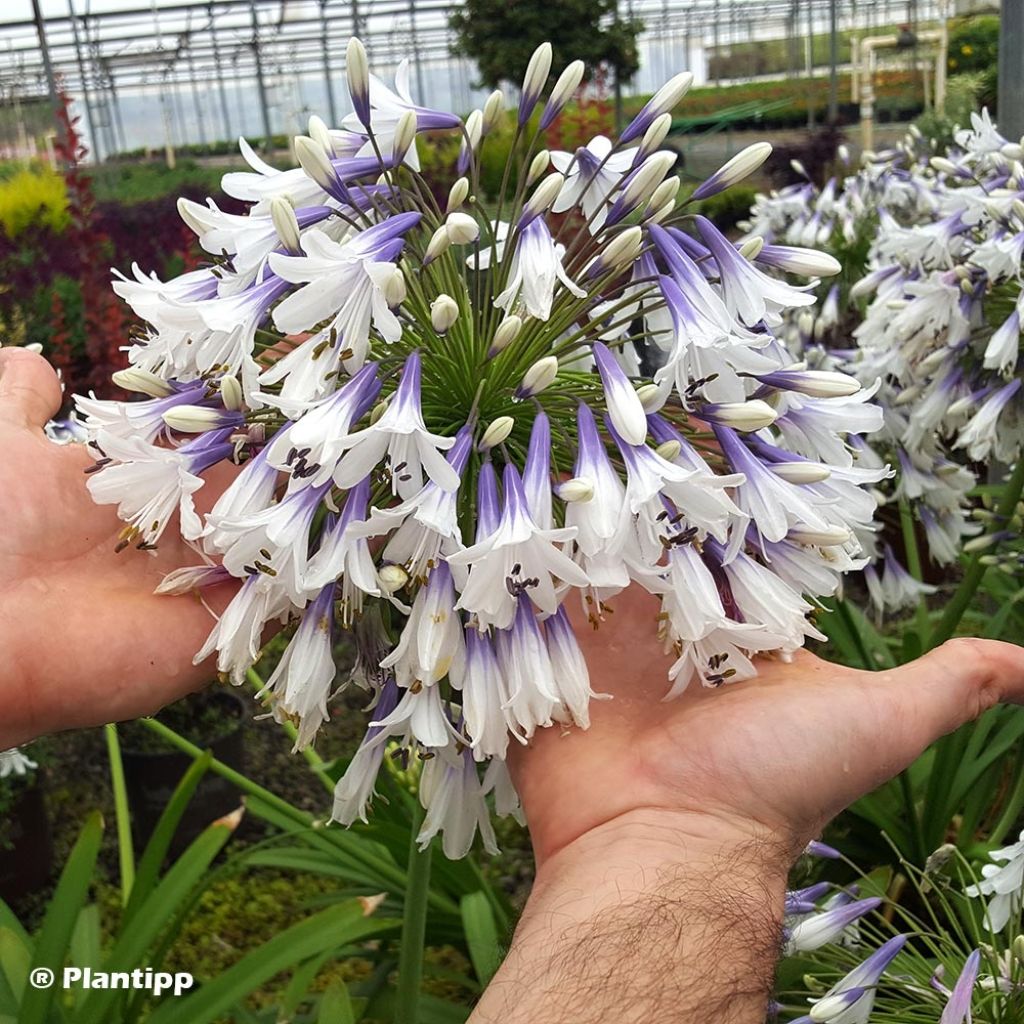 Agapanthe hybride Fireworks