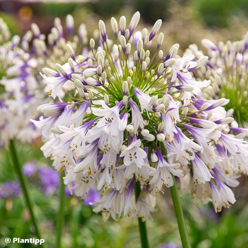 Agapanthe hybride Fireworks