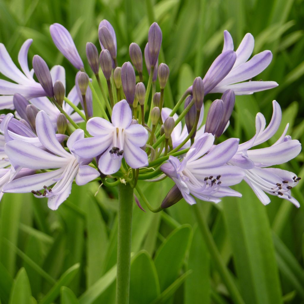 Agapanthe  - Agapanthus Megan s Mauve