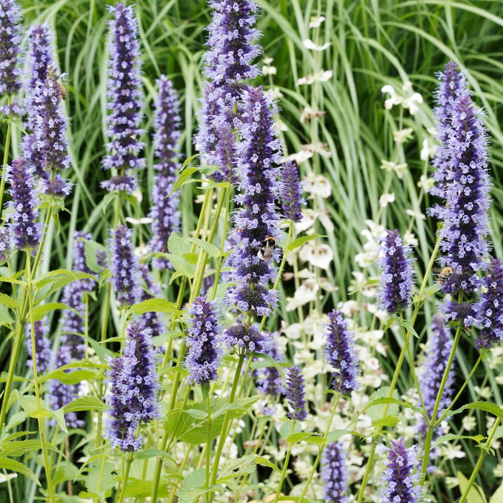 Agastache Blue Fortune