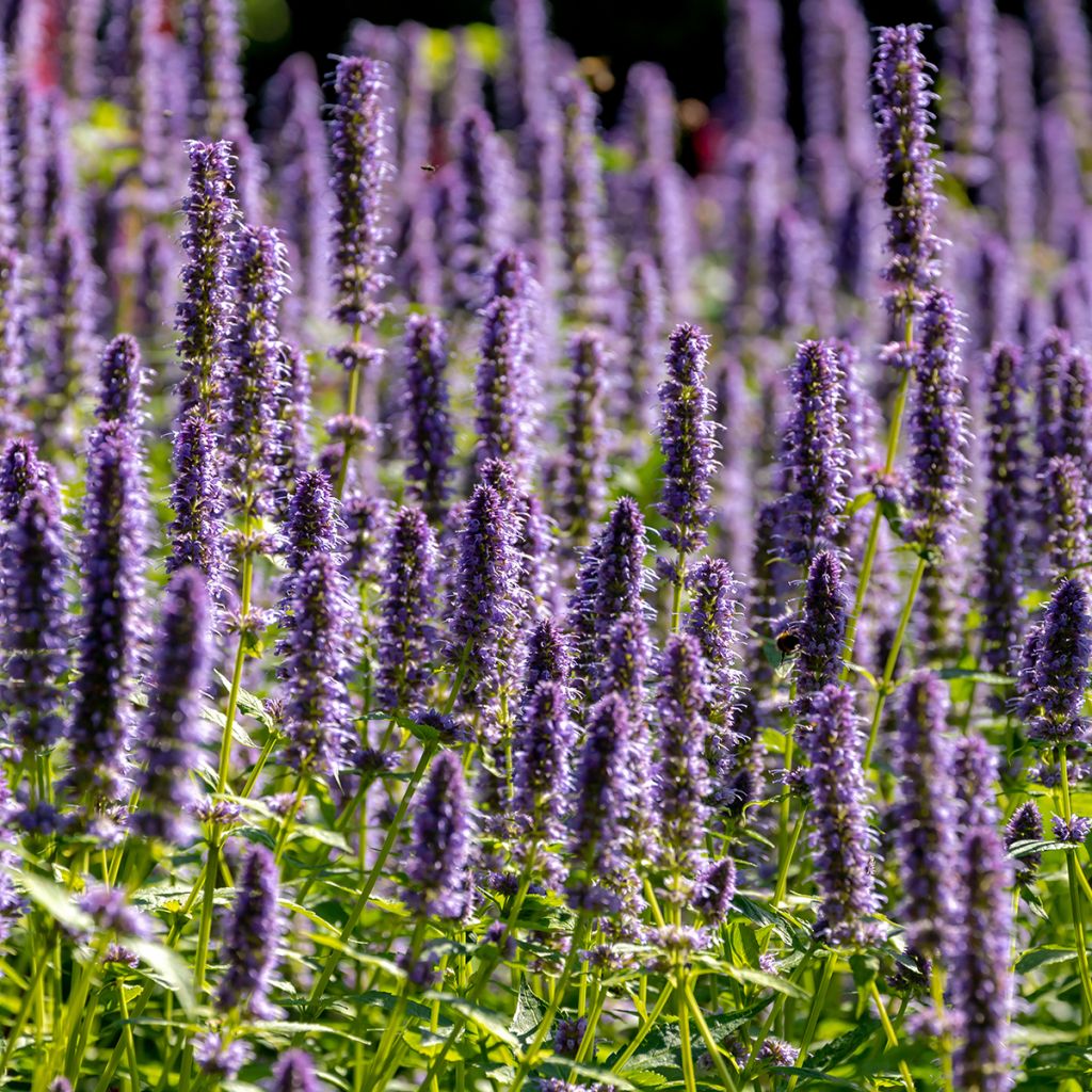 Agastache Blue Fortune