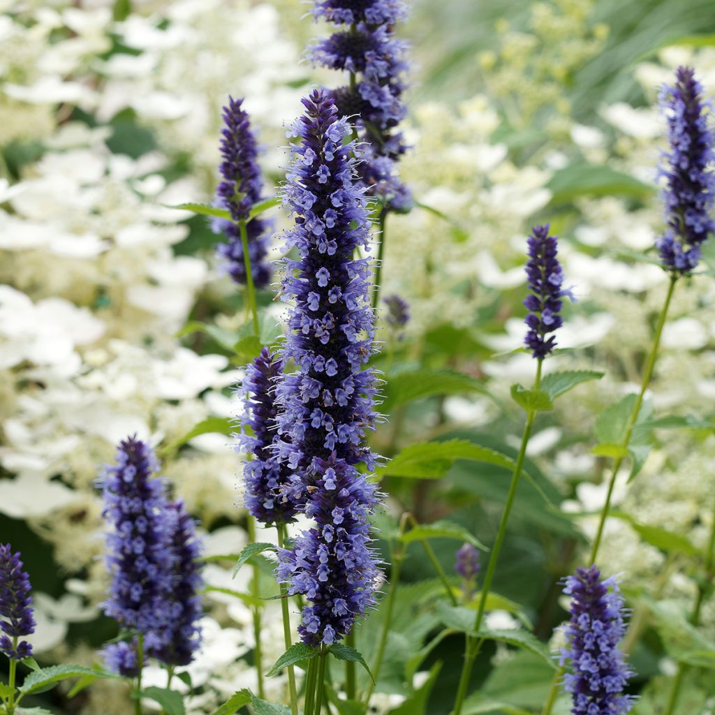 Agastache Blue Fortune