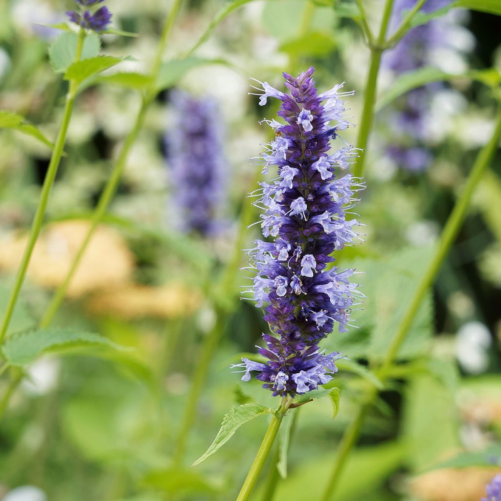 Agastache Blue Fortune