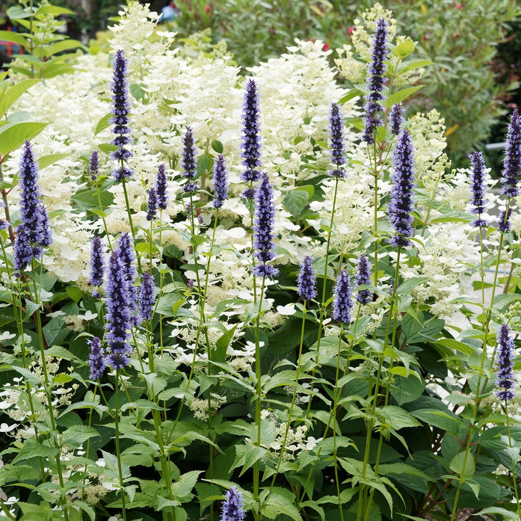 Agastache Blue Fortune