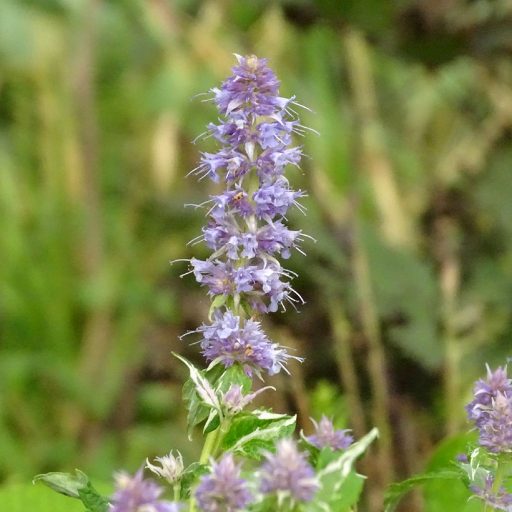 Agastache Crazy Fortune