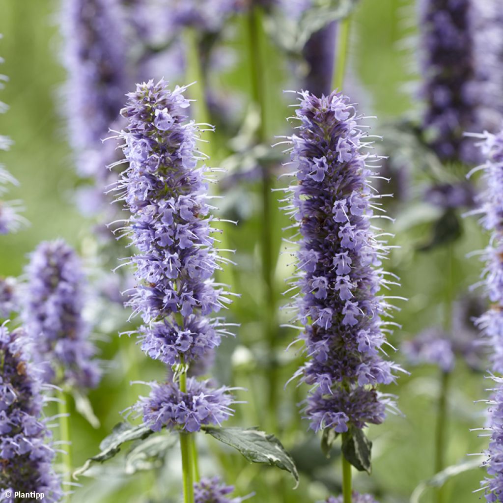 Agastache Crazy Fortune