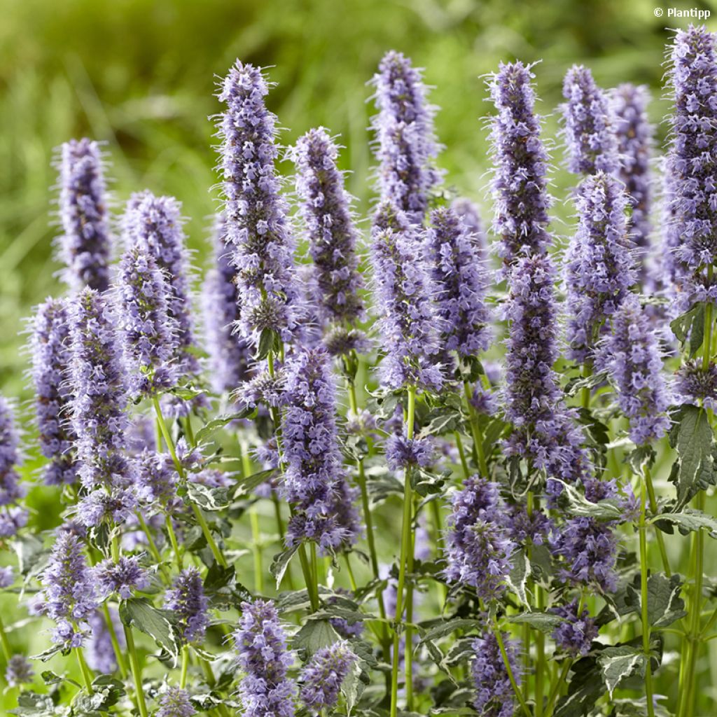 Agastache Crazy Fortune