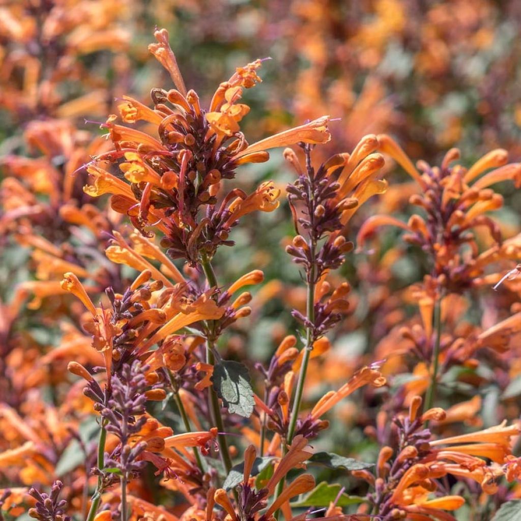 Agastache Kudos Mandarin - Agastache hybride