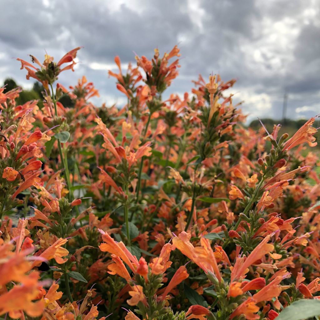 Agastache Kudos Mandarin 