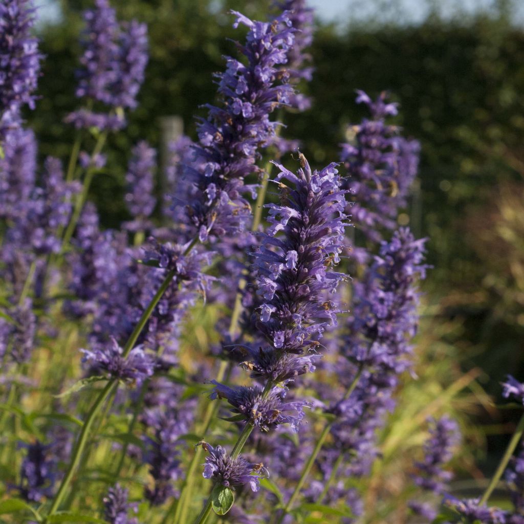 Agastache Serpentine - Agastache hybride