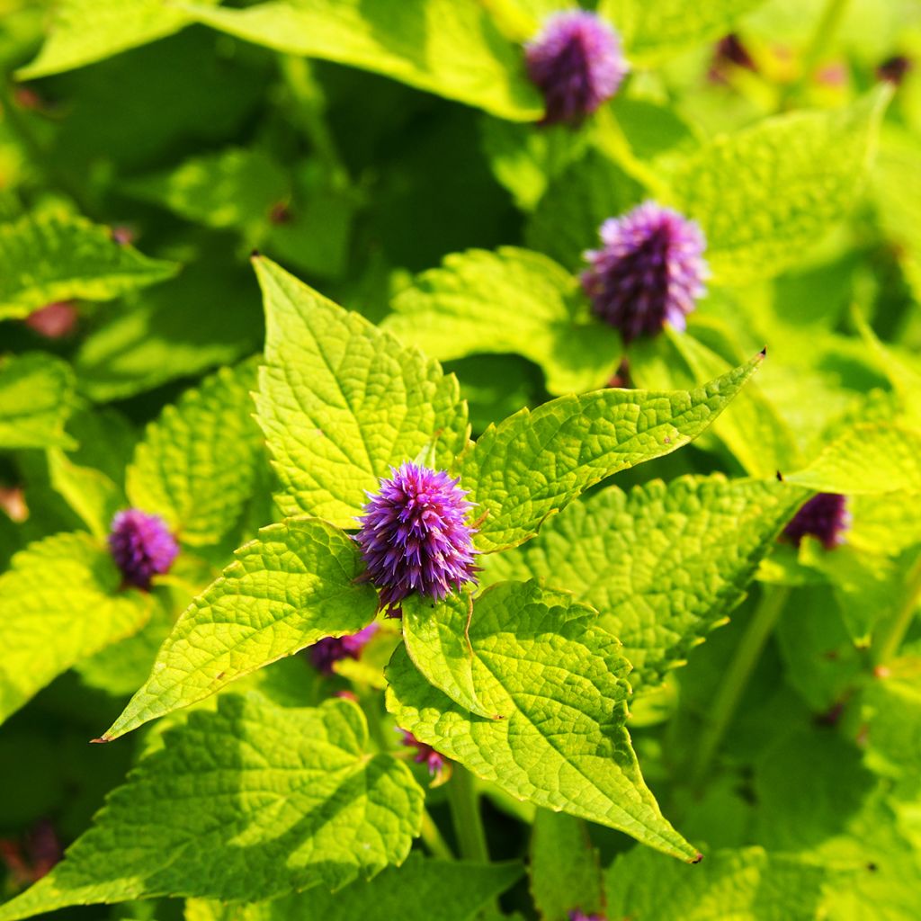 Agastache fenouil Golden Jubilee