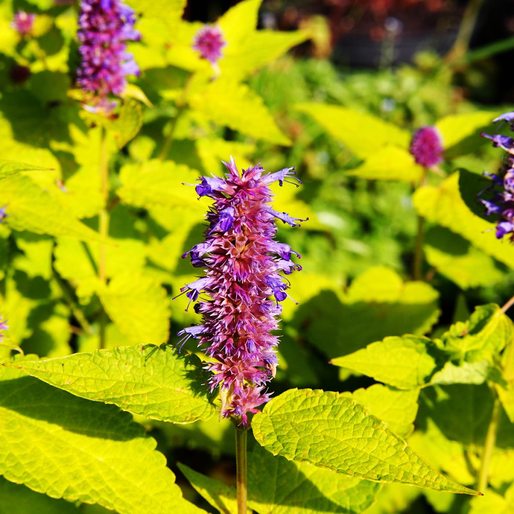 Agastache fenouil Golden Jubilee