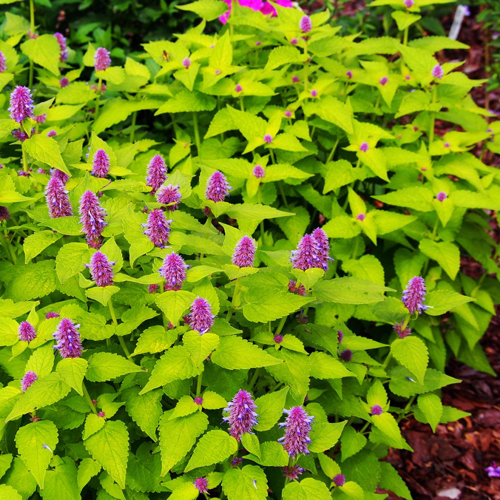 Agastache fenouil Golden Jubilee