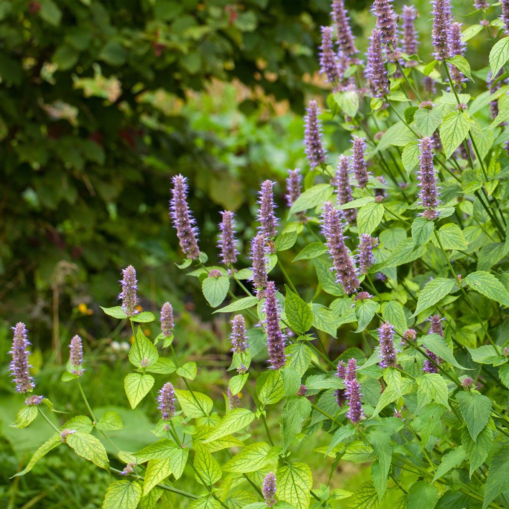 Agastache foeniculum (anisata) - Anis hysope 