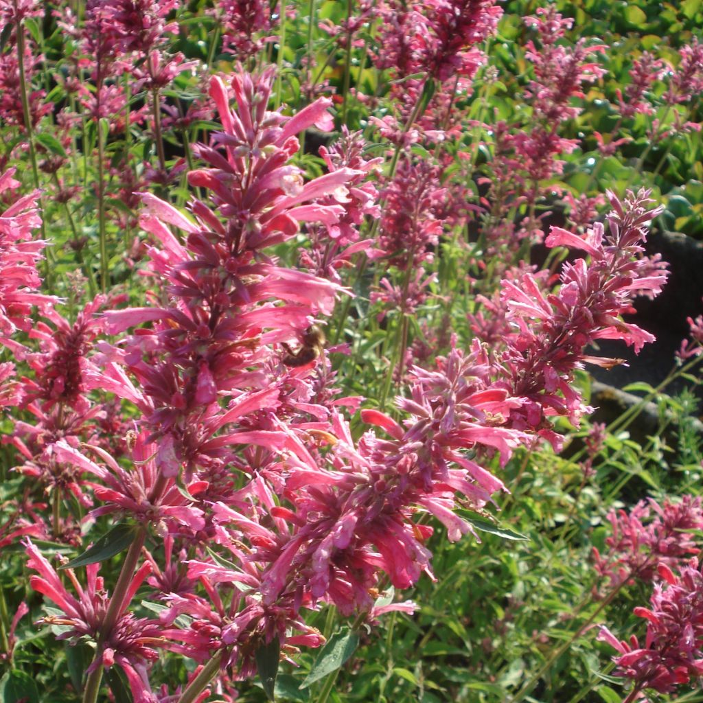 Agastache mexicana Red Fortune