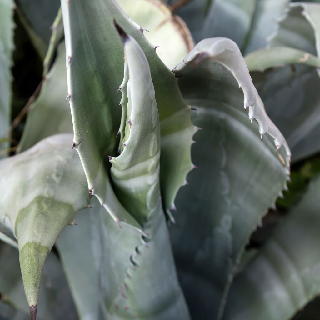 Agave americana - Agave d'Amérique