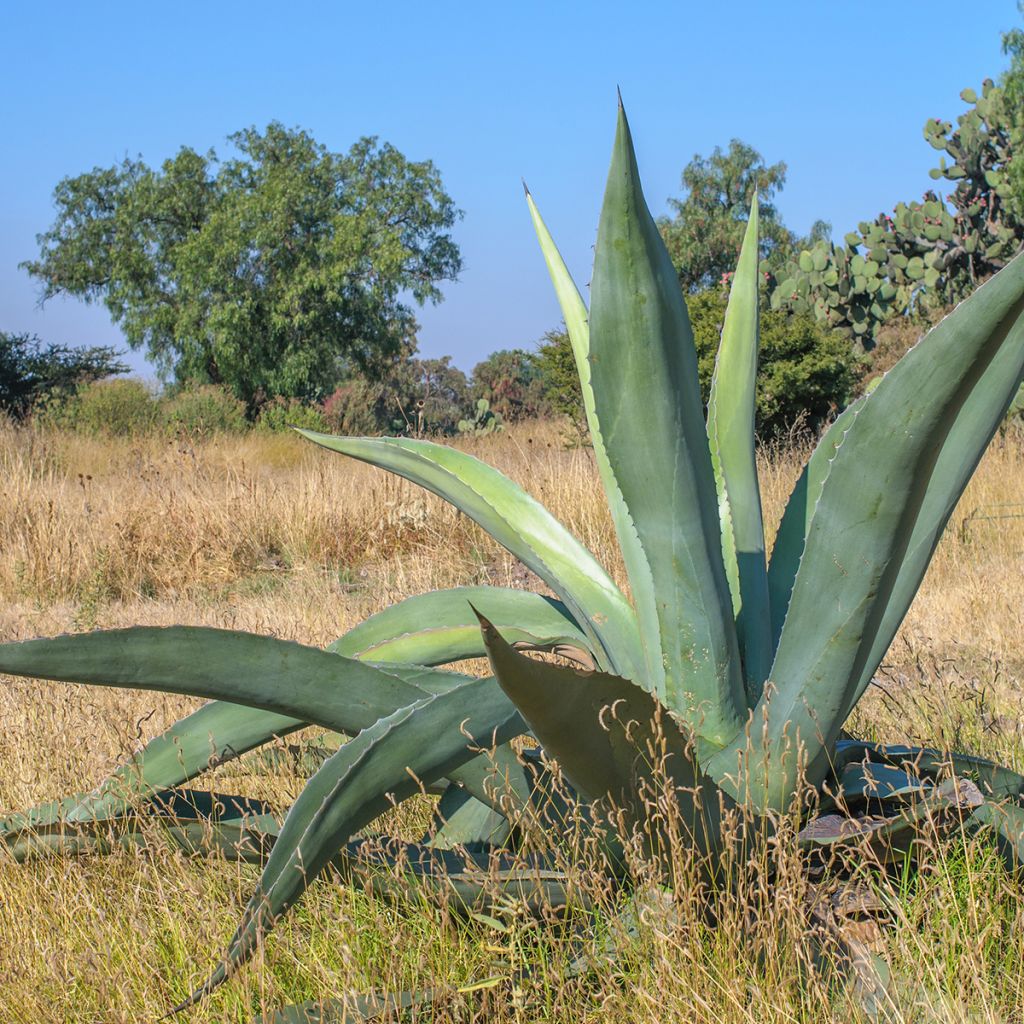 Agave americana - Agave d'Amérique