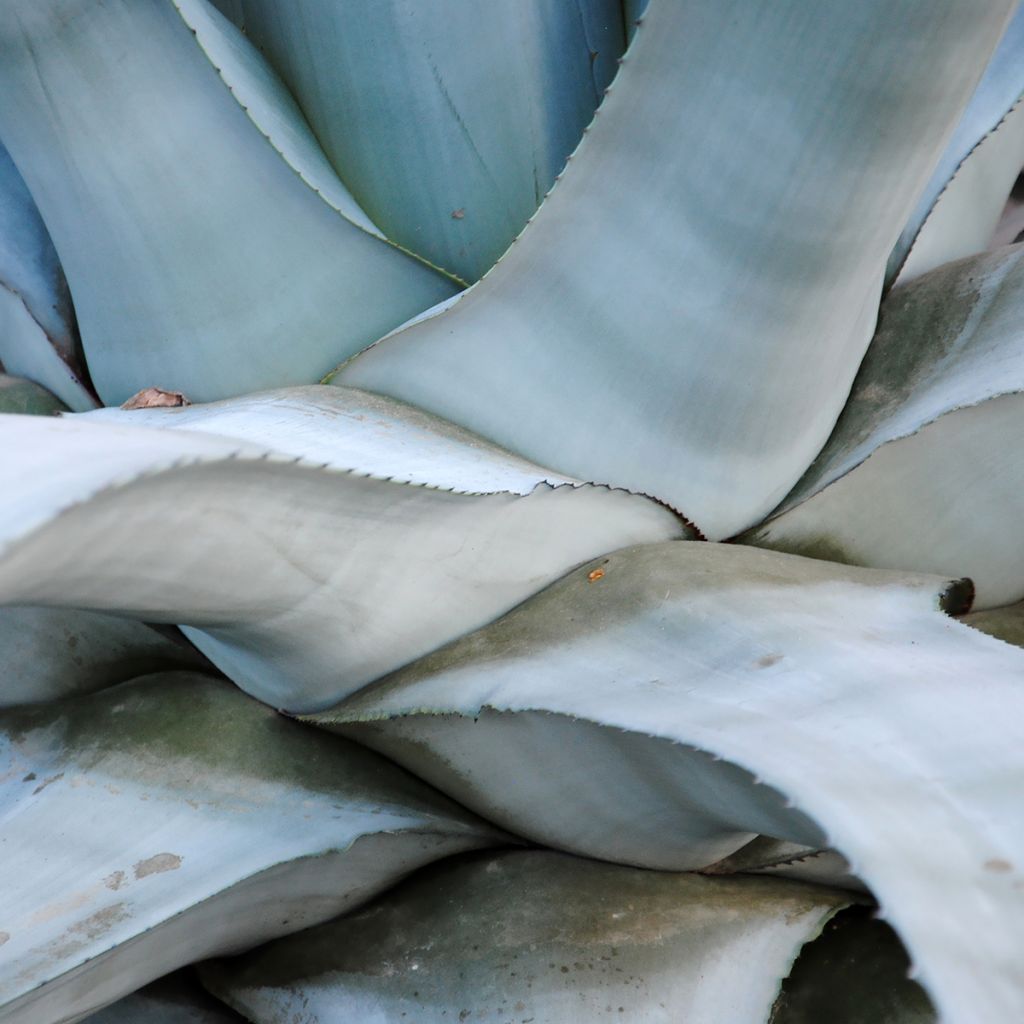 Agave americana - Agave d'Amérique