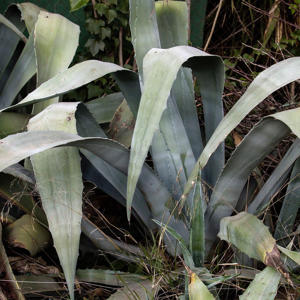 Agave americana - Agave d'Amérique