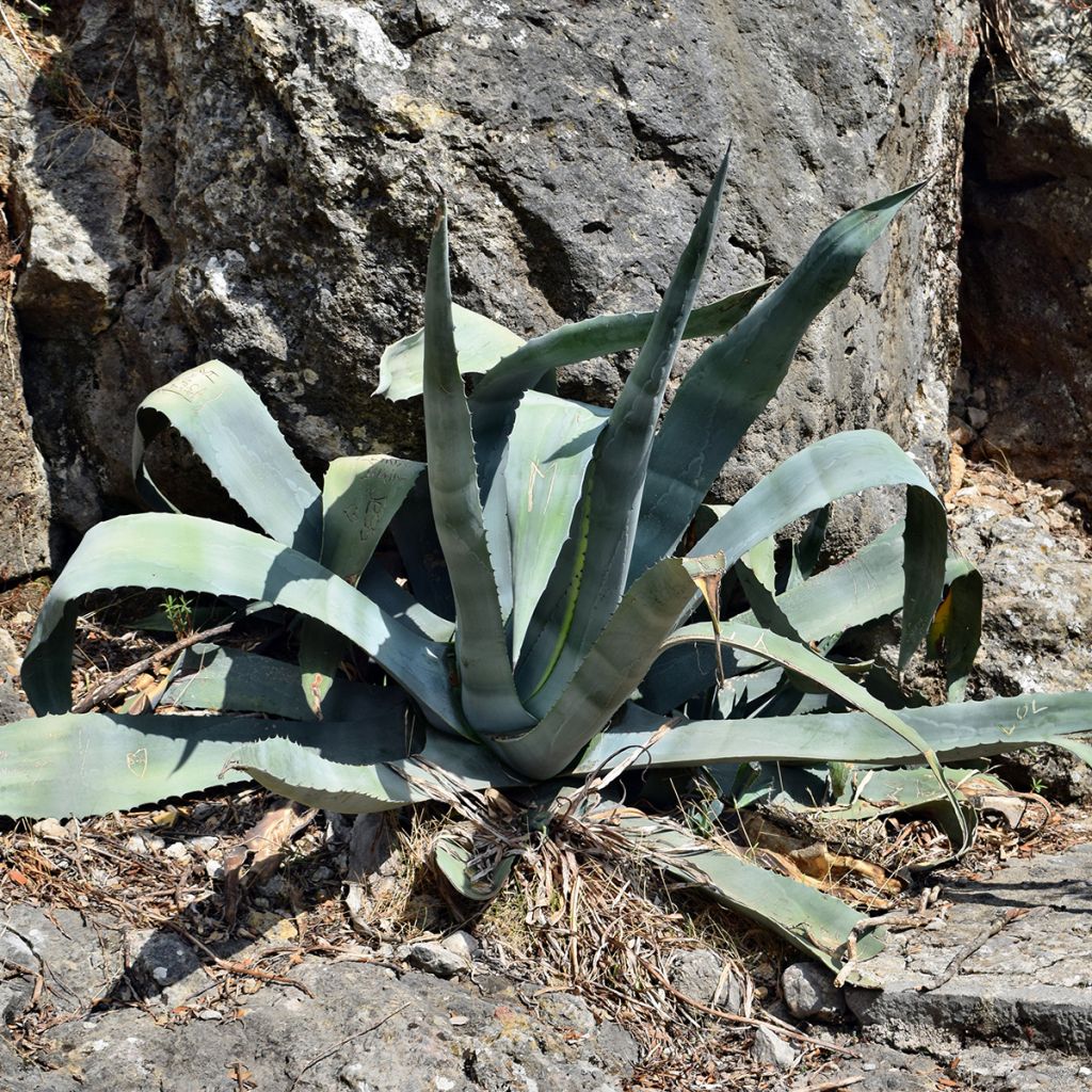 Agave americana - Agave d'Amérique