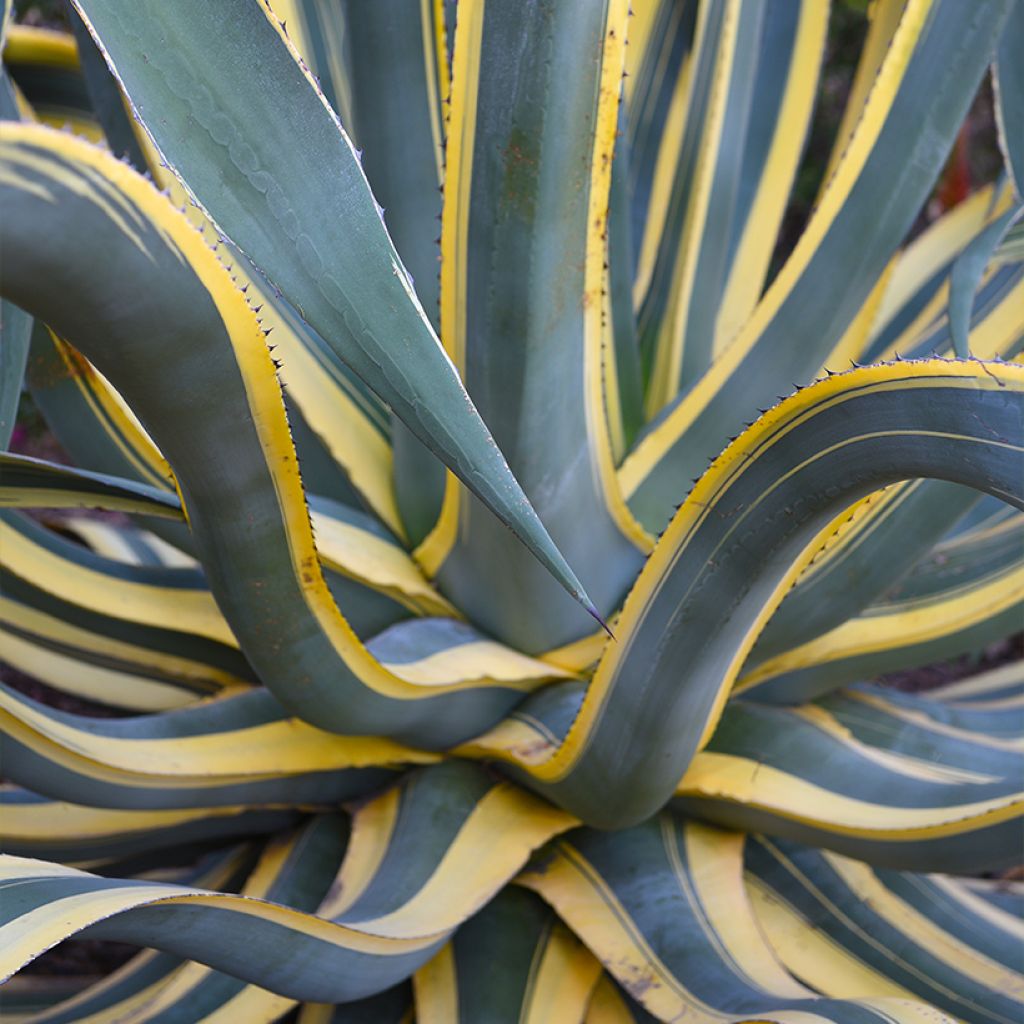 Agave americana Variegata - Agave d'Amérique