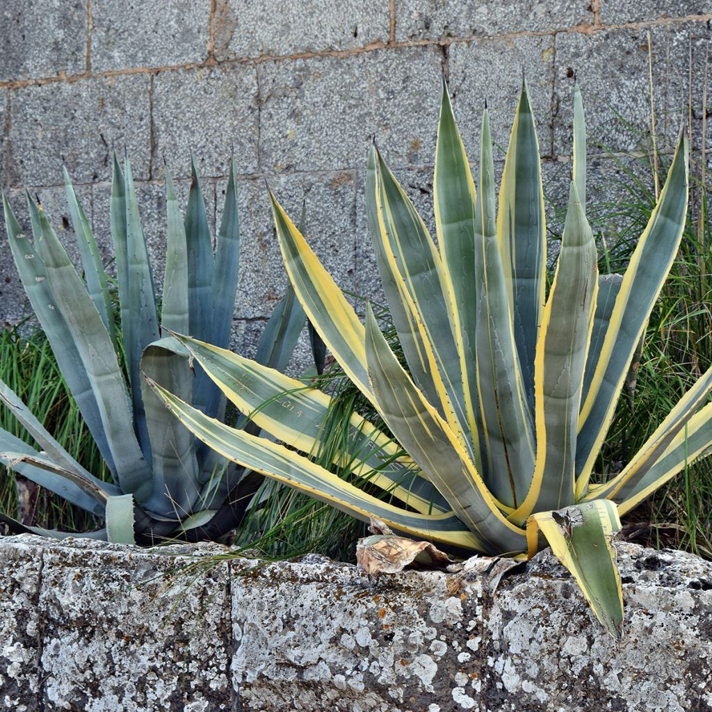 Agave americana Variegata - Agave d'Amérique