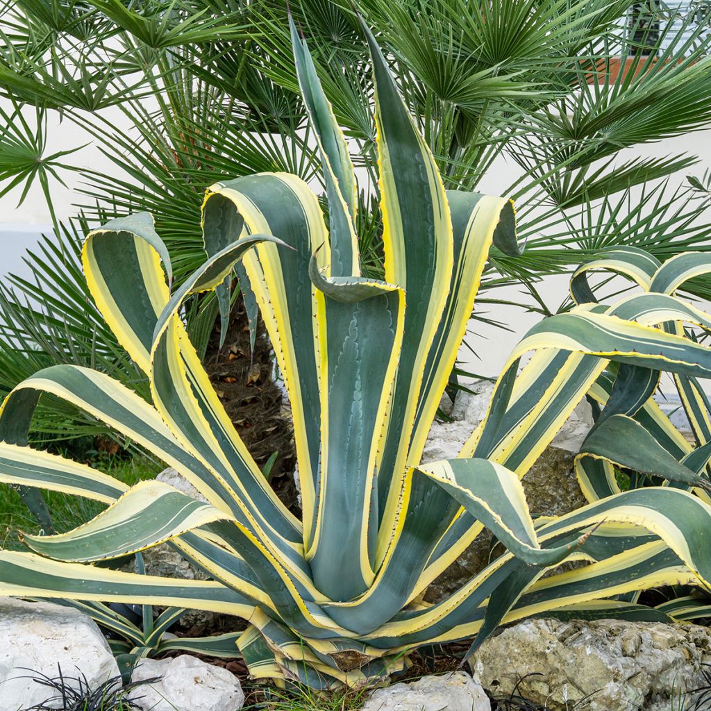 Agave americana Variegata - Agave d'Amérique