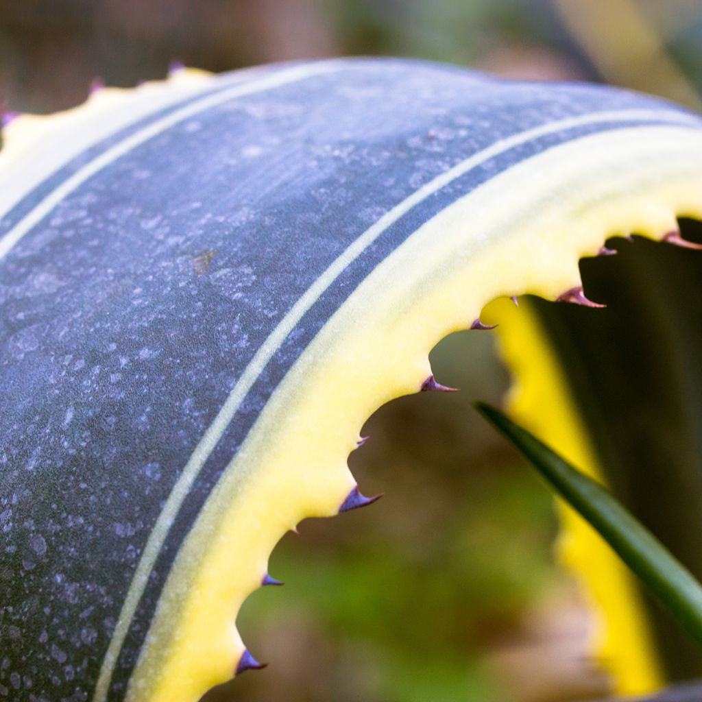 Agave americana Variegata - Agave d'Amérique