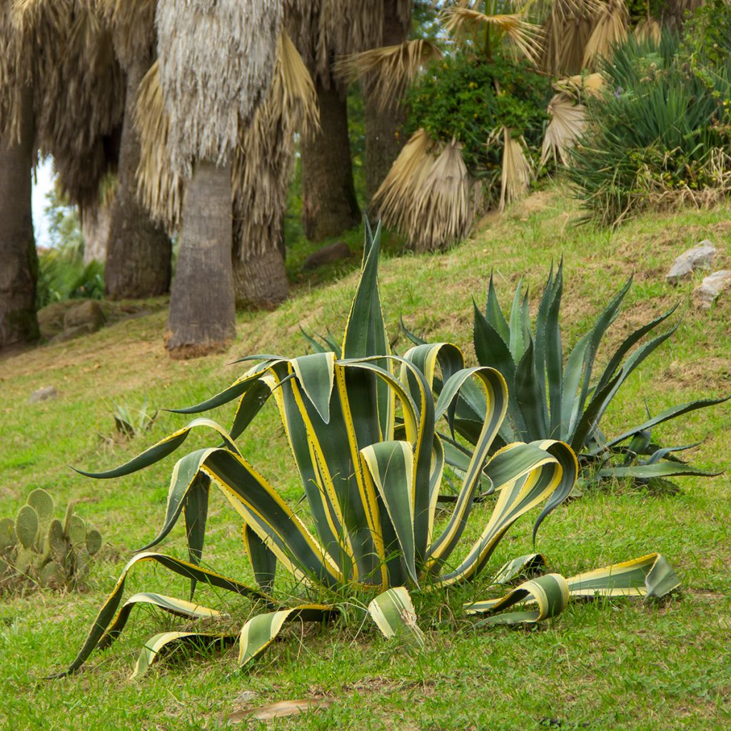 Agave americana Variegata - Agave d'Amérique