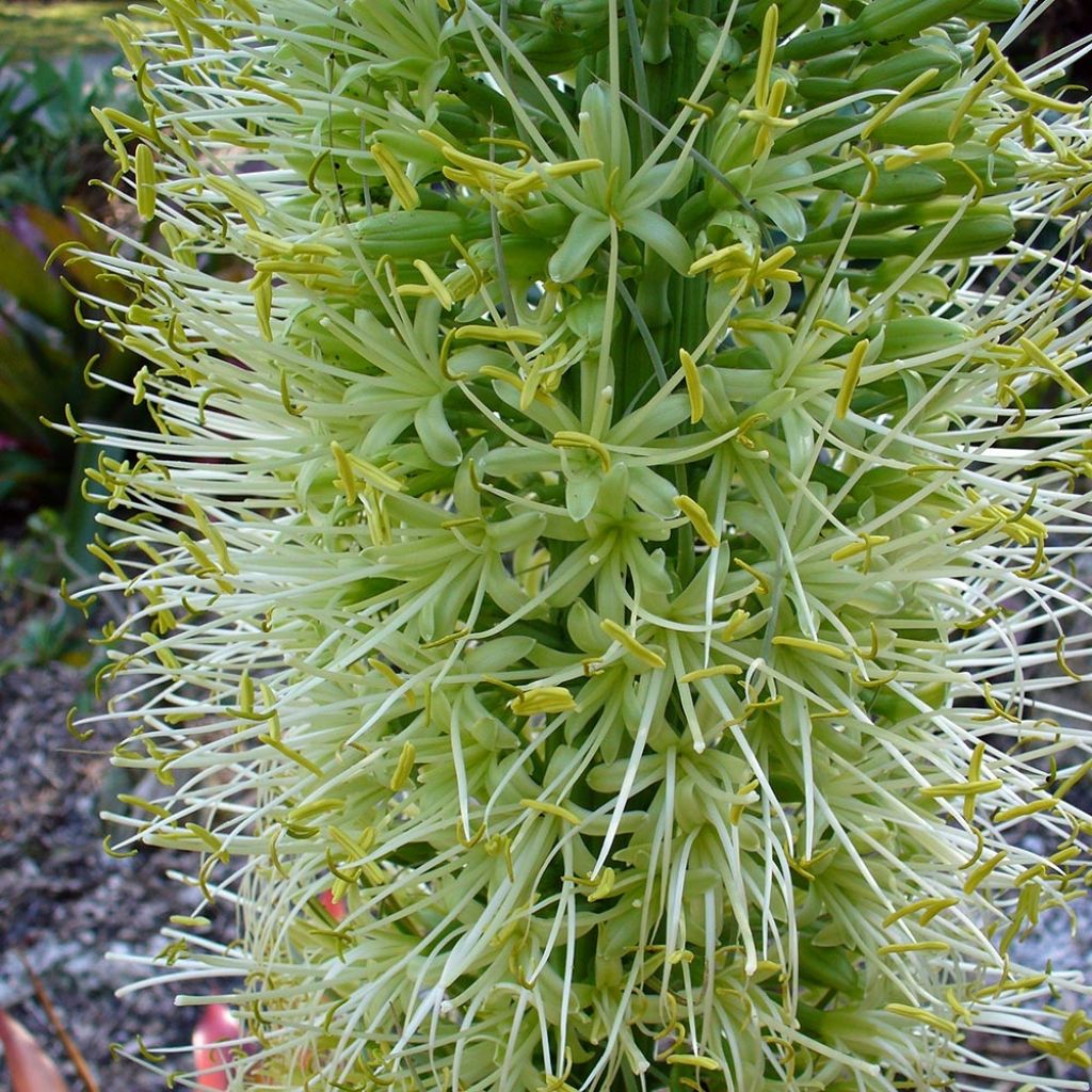 Agave attenuata - Agave à cou de cygne