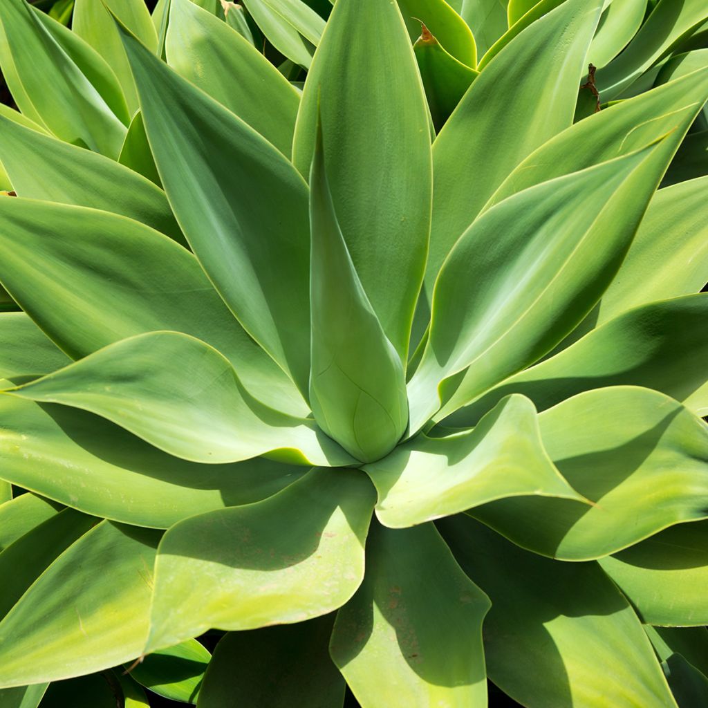 Agave attenuata - Agave à cou de cygne