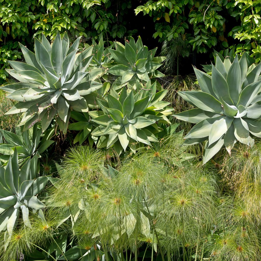 Agave attenuata - Agave à cou de cygne