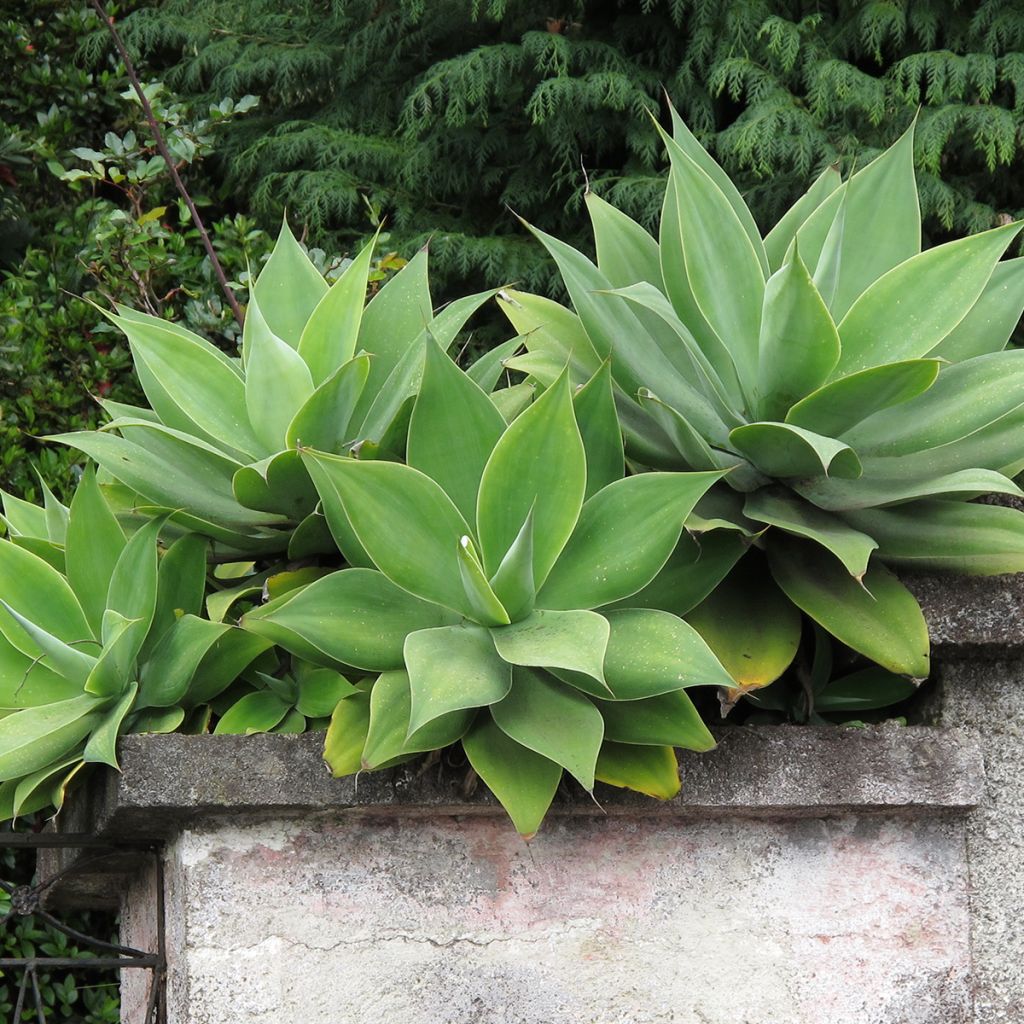 Agave attenuata - Agave à cou de cygne