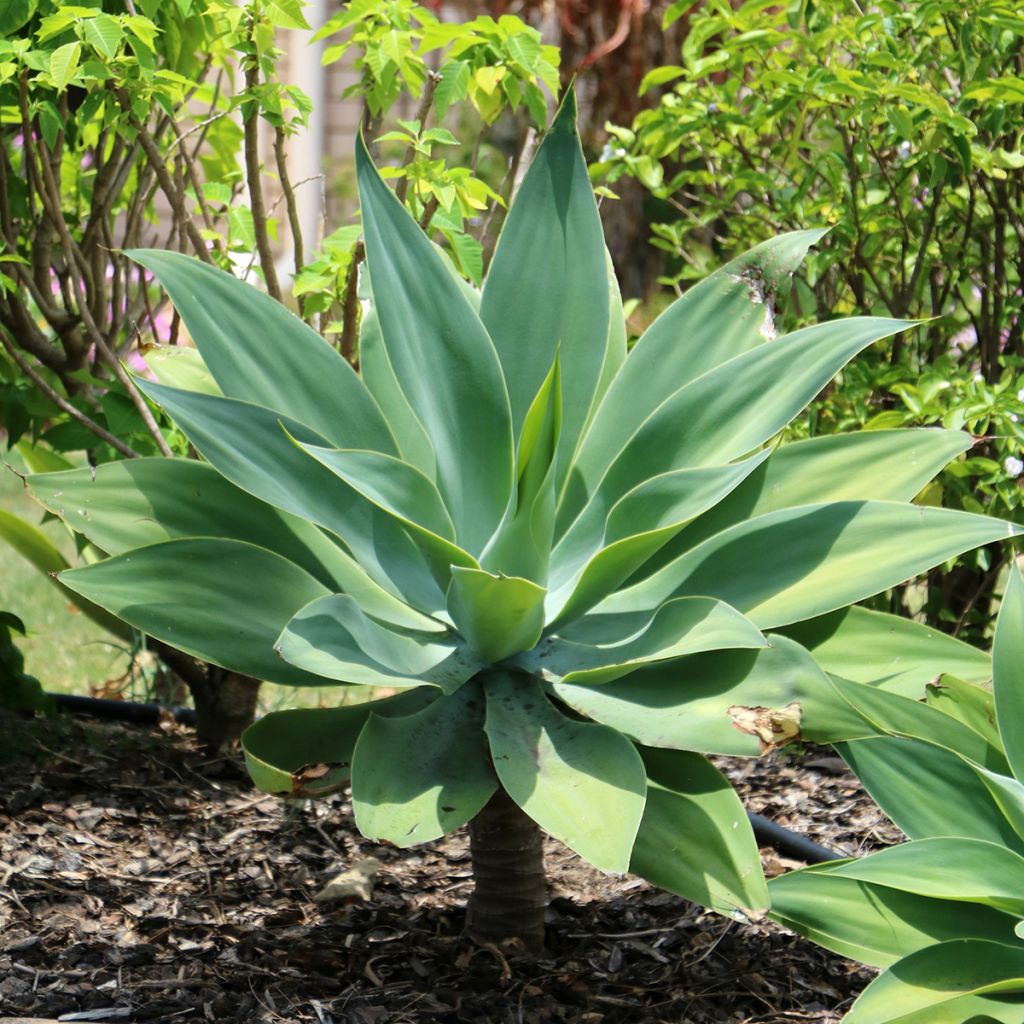 Agave attenuata - Agave à cou de cygne