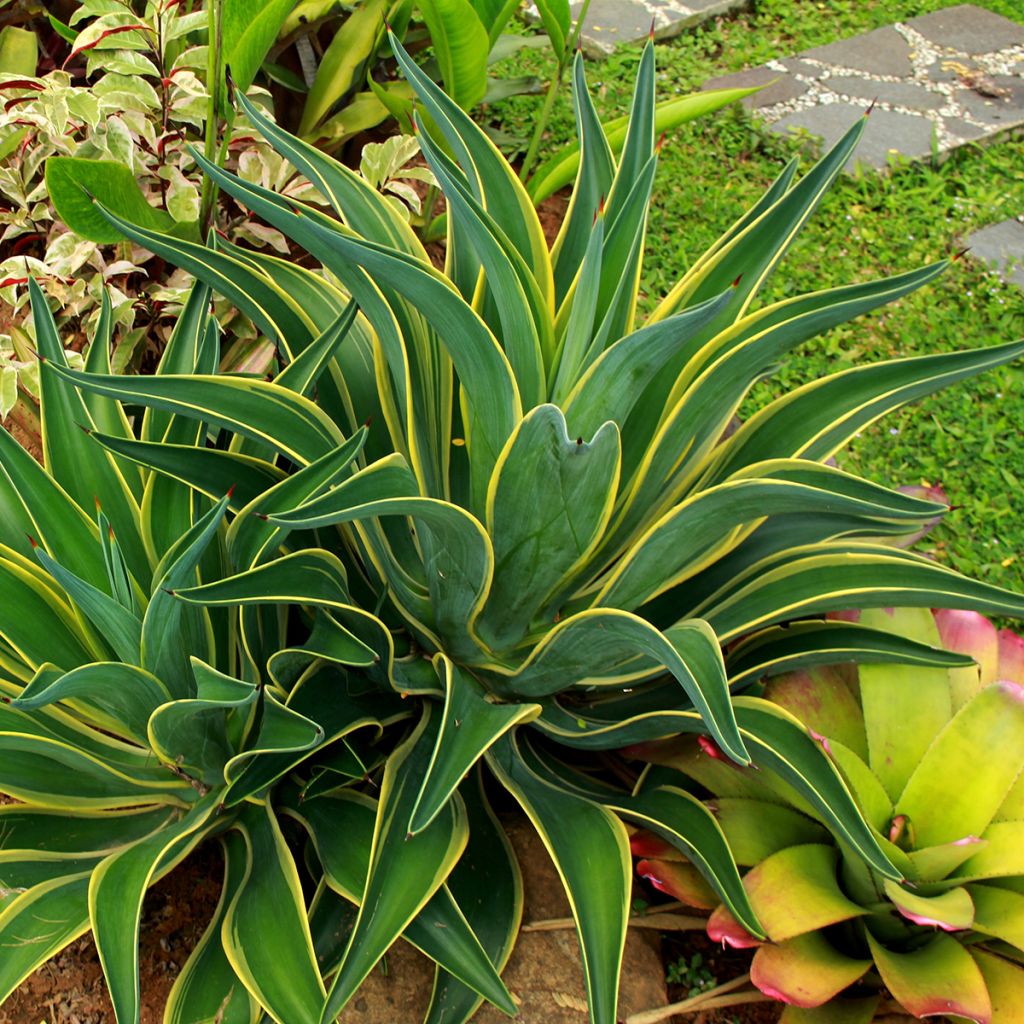 Agave desmetiana Variegata - Agave lisse