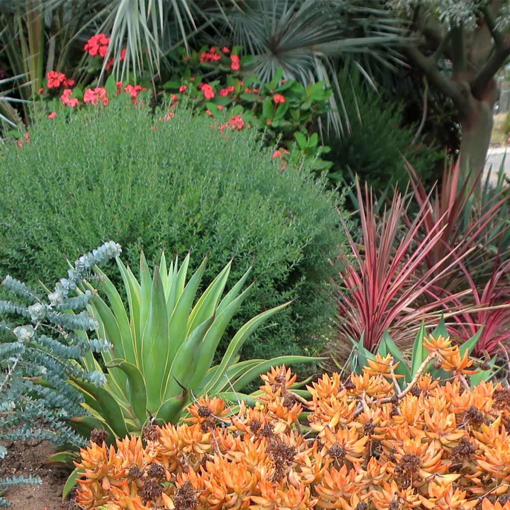 Agave desmetiana Variegata - Agave lisse panaché