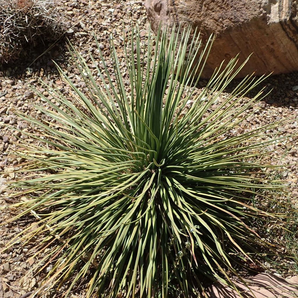 Agave geminiflora - Agave