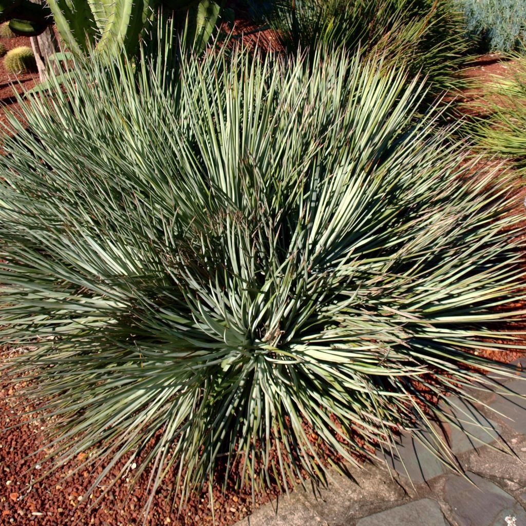 Agave geminiflora - Agave