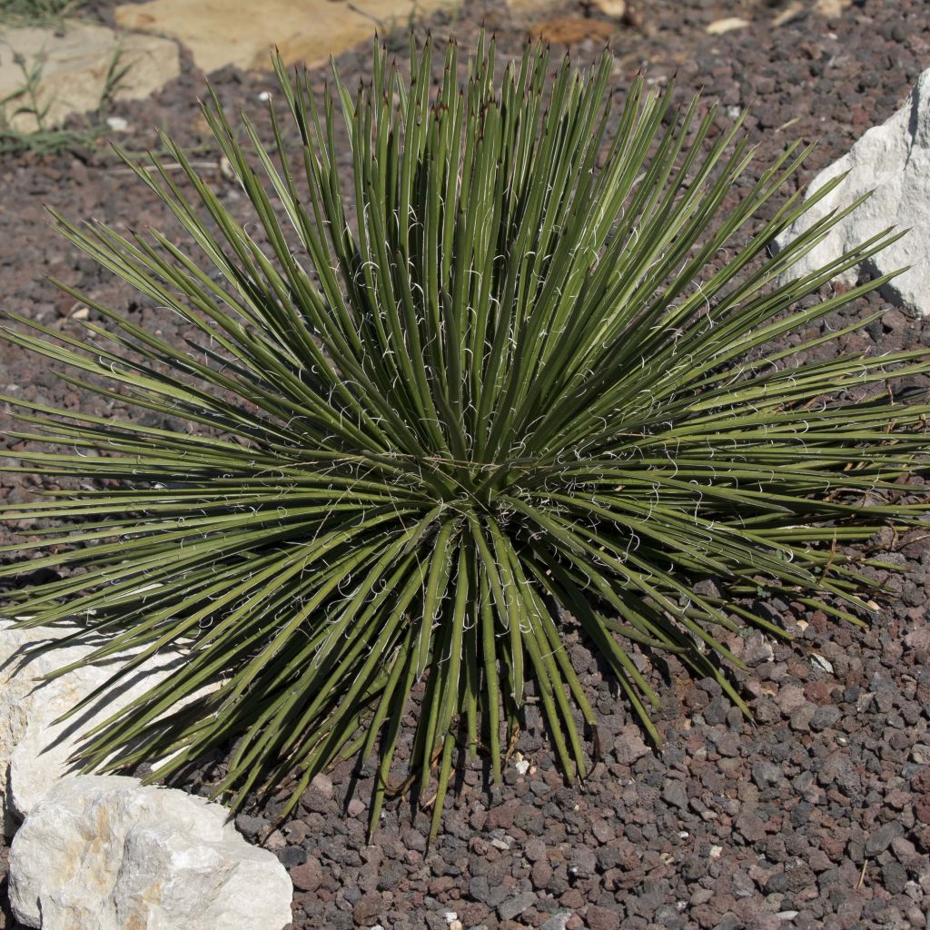 Agave geminiflora - Agave à fleurs jumelles