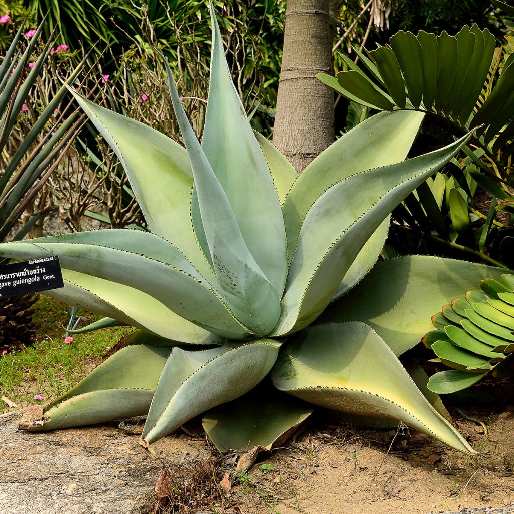 Agave guiengola