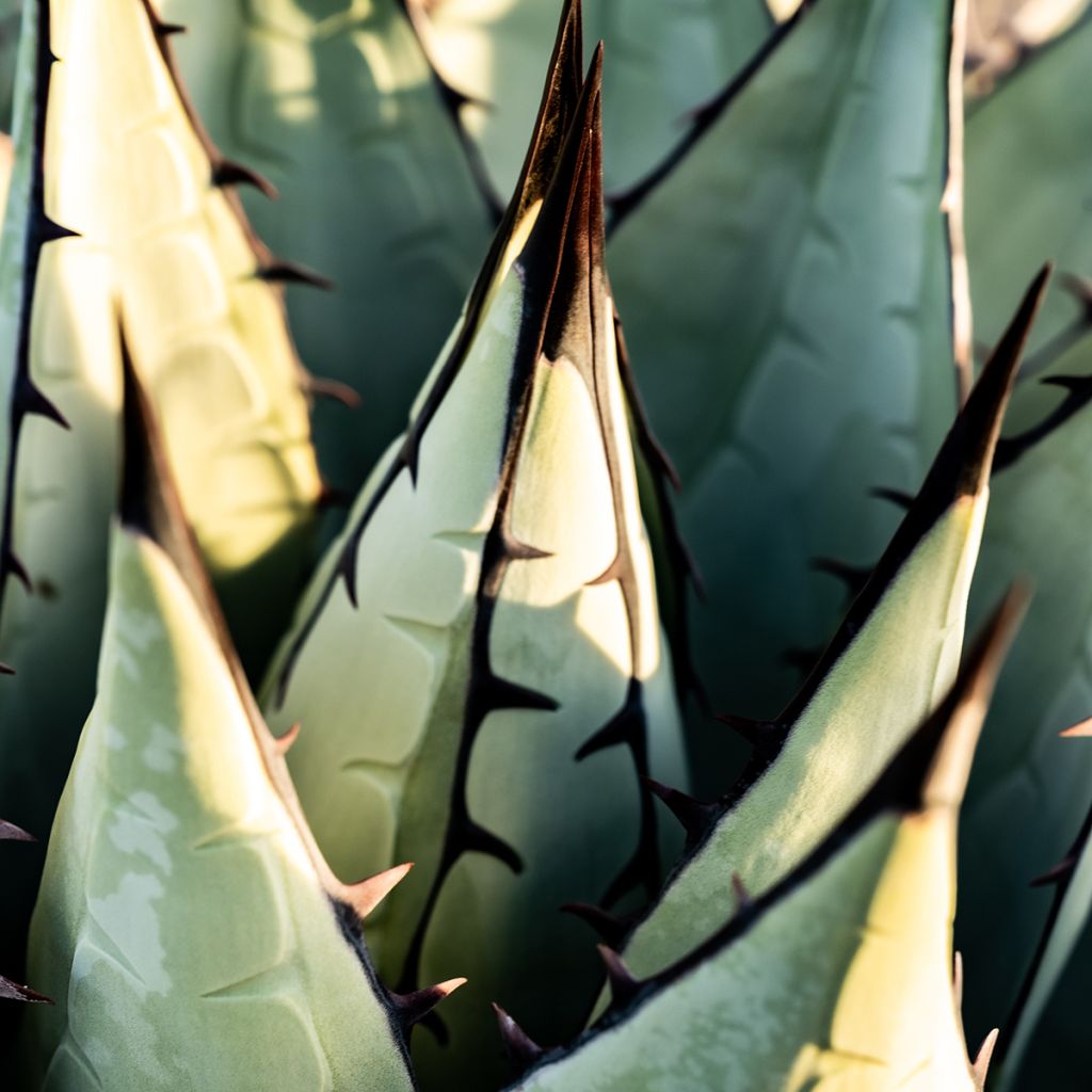 Agave havardiana