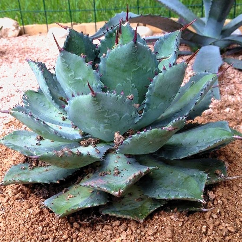 Agave isthmensis