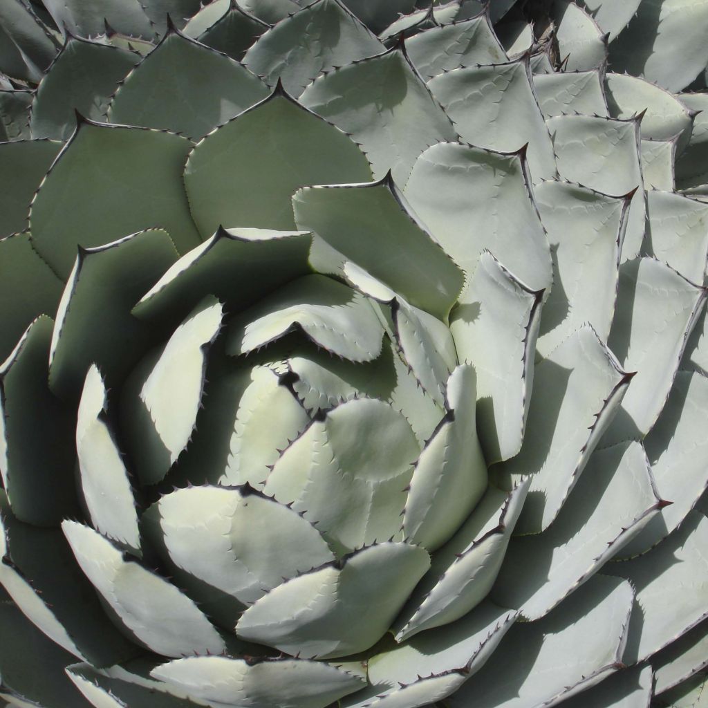 Agave parryi Huachucensis - Agave de Parry