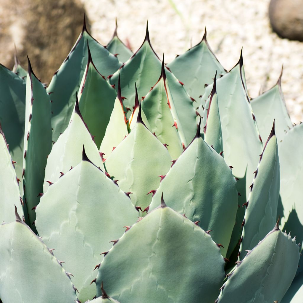 Agave parryi huachucensis - Agave de Parry